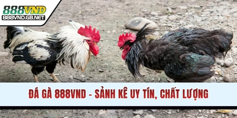 Đá gà 888VND - Sảnh kê uy tín, chất lượng