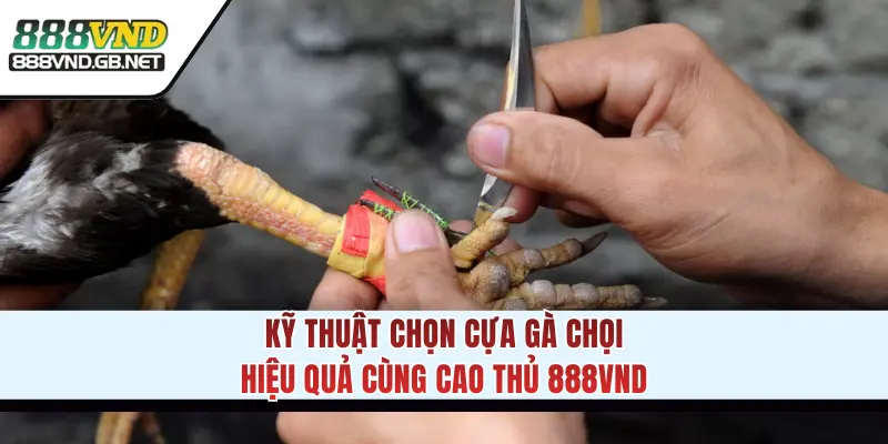 Kỹ thuật chọn cựa gà chọi